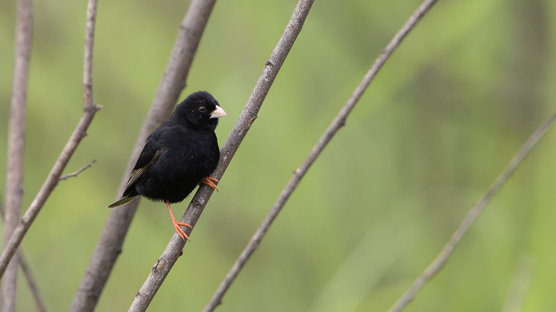 Dusky Indigobird
