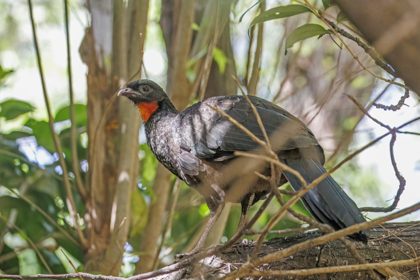 Dusky-legged Guan
