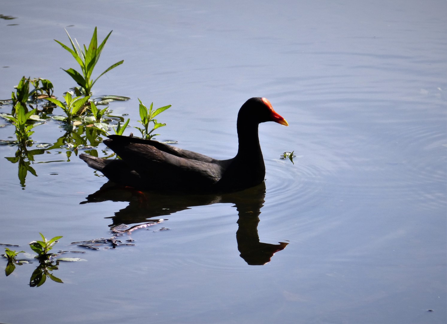 Dusky Moorhen