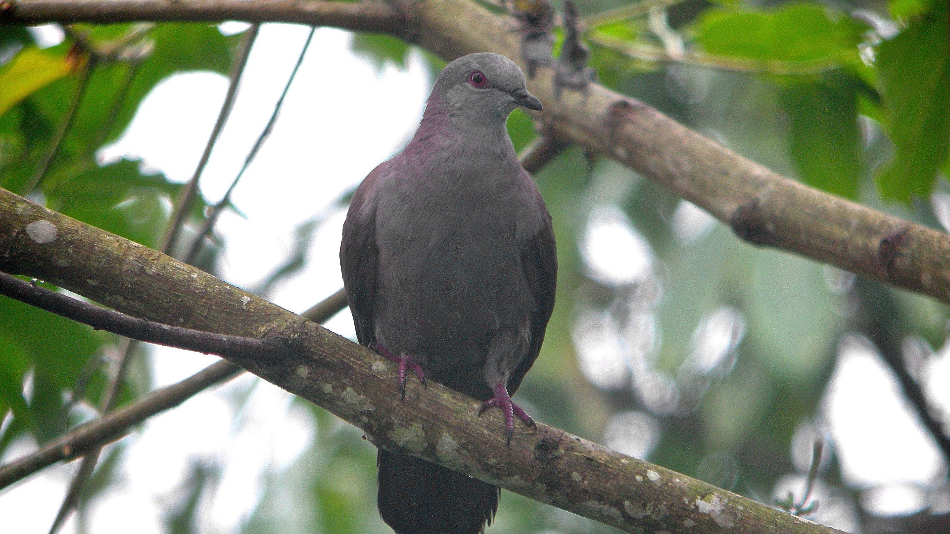 Dusky Pigeon
