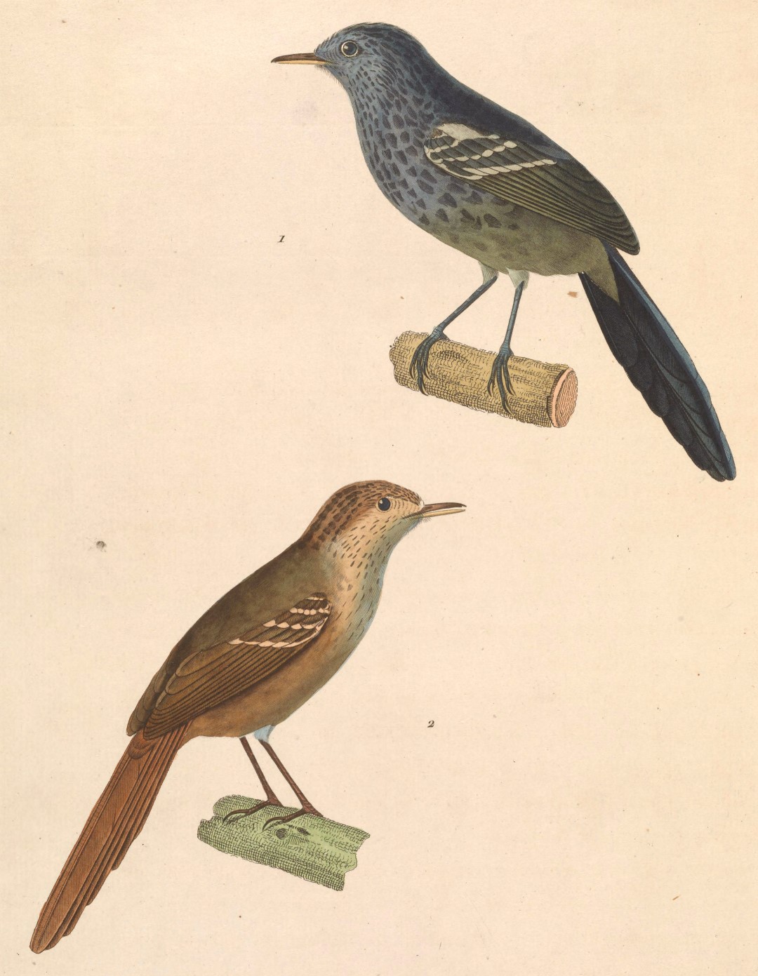 Dusky-tailed Antbird