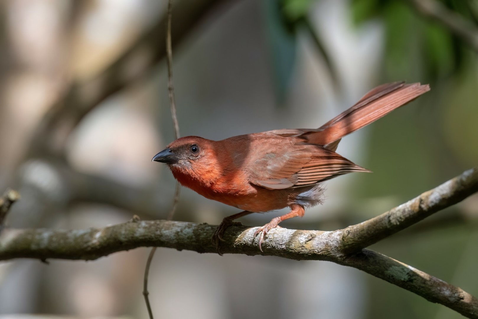 Dusky-tailed Woodstar