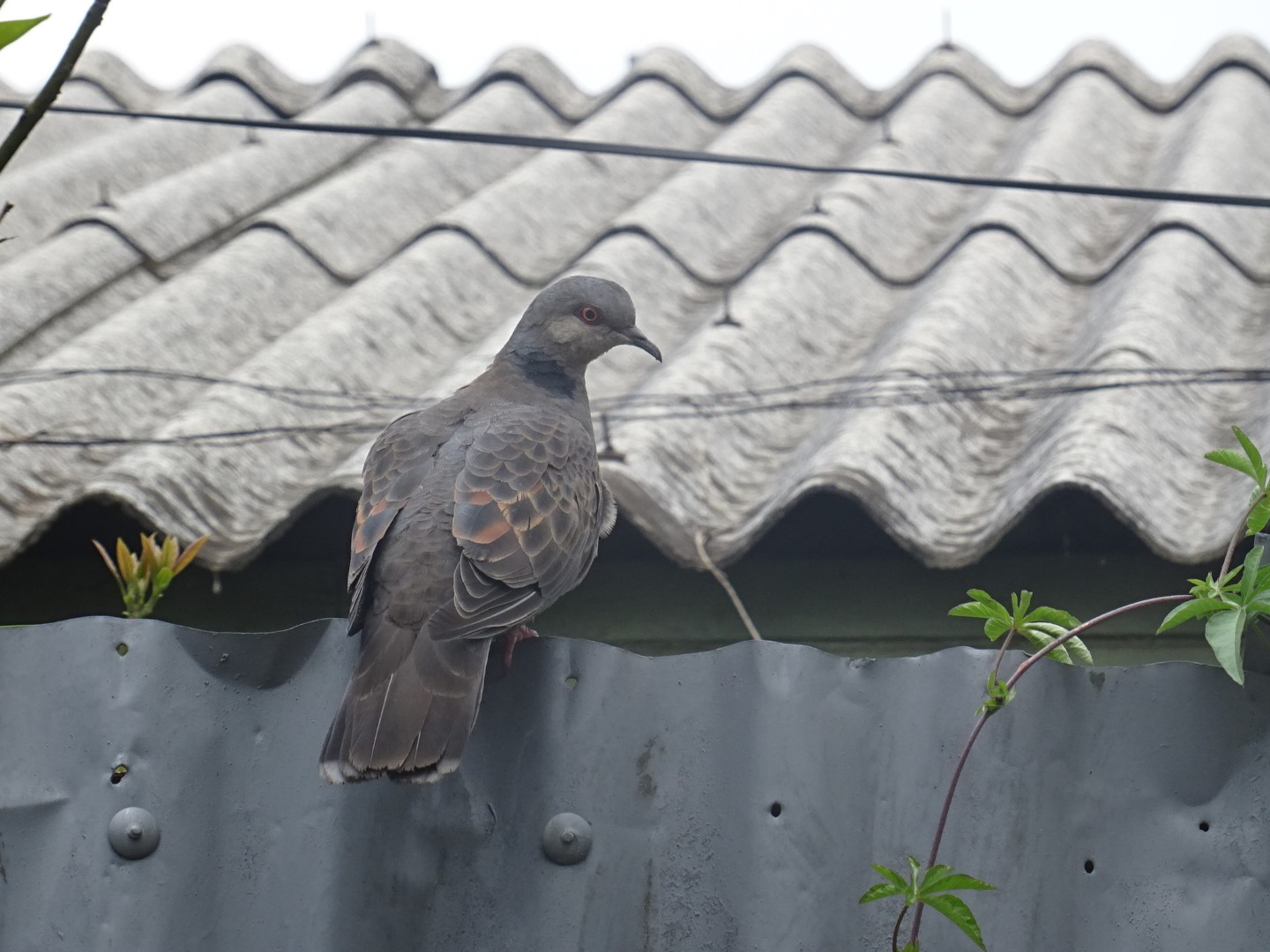 Dusky Turtle Dove