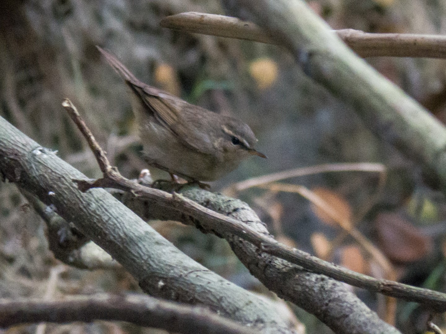 Dusky Warbler
