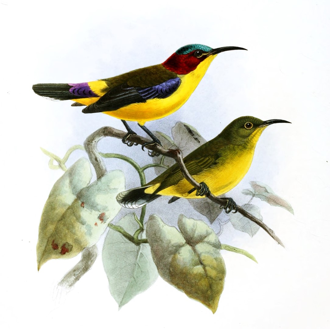 Duyvenbode's Sunbird