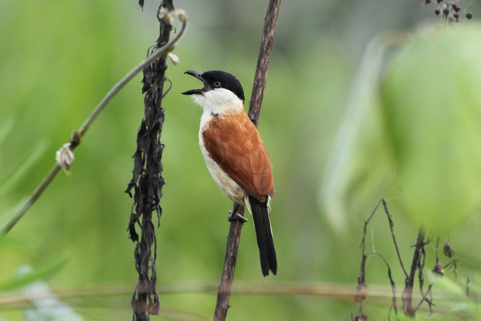 Dwarf Bittern