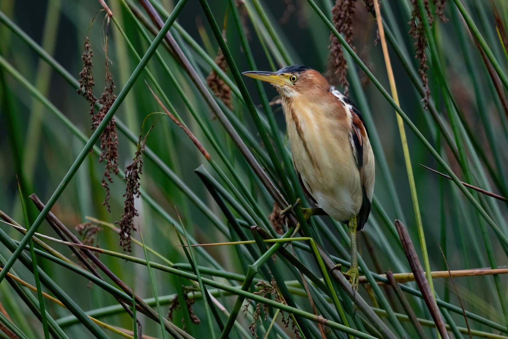 Dwarf Bittern