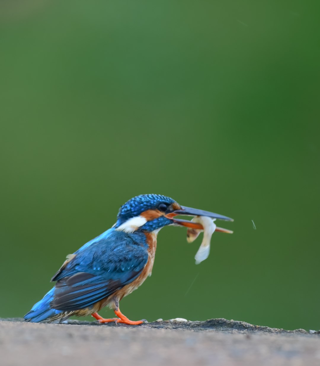 Dwarf Kingfisher