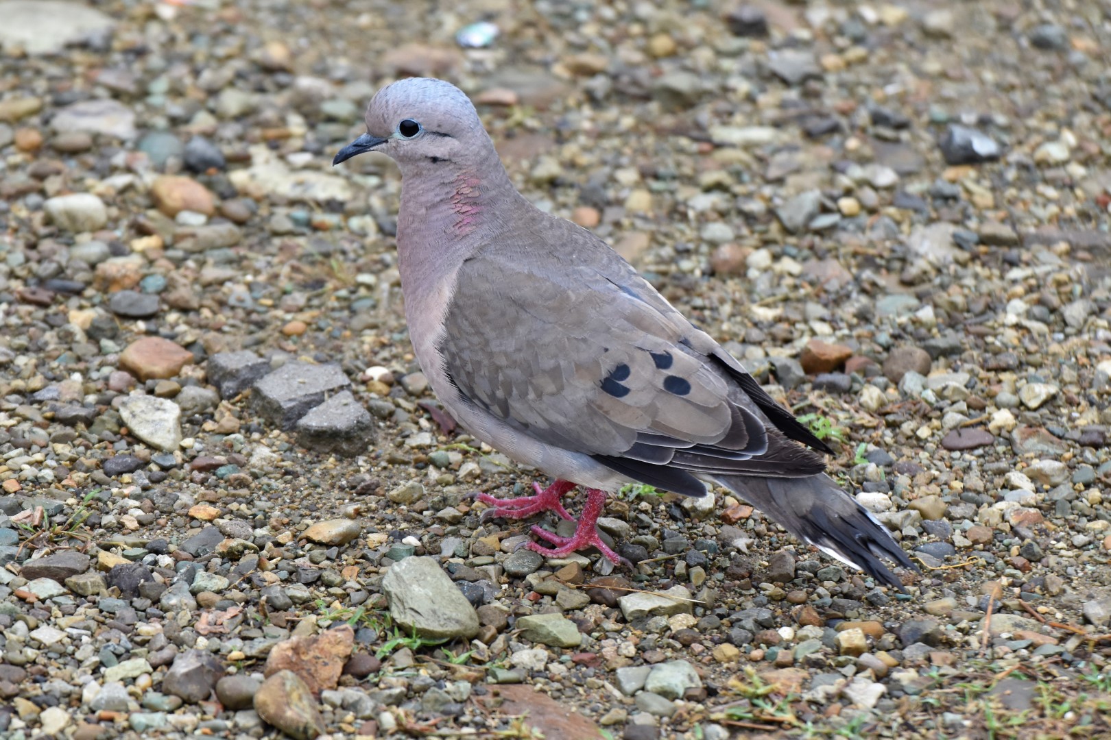 Eared Dove