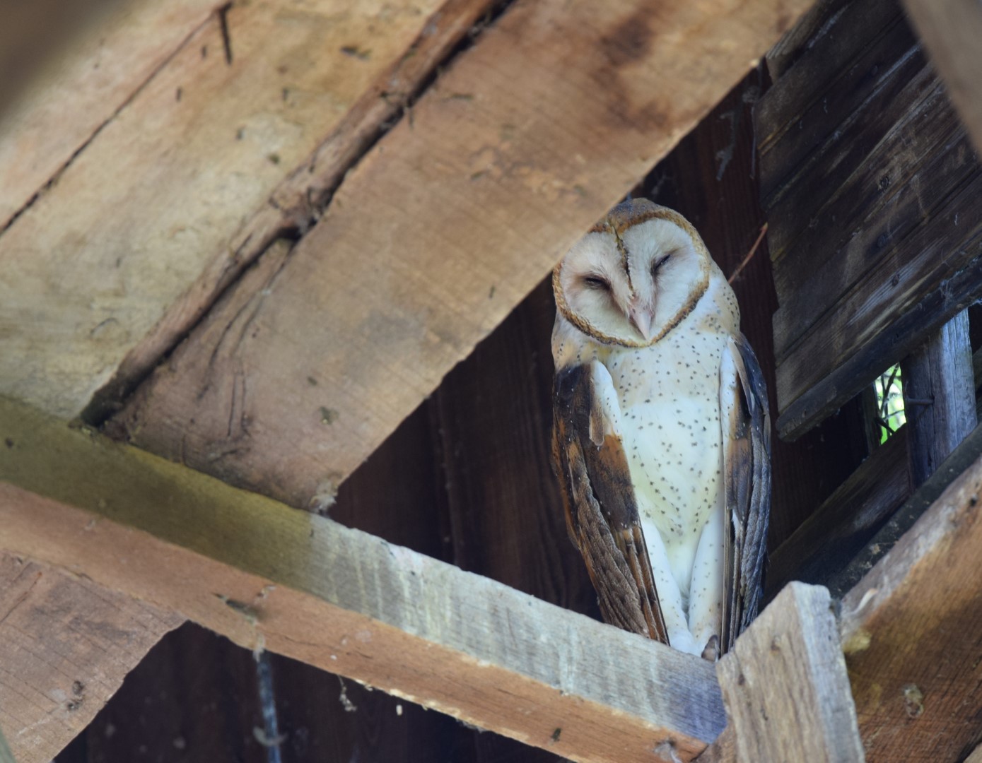Eastern Barn Owl