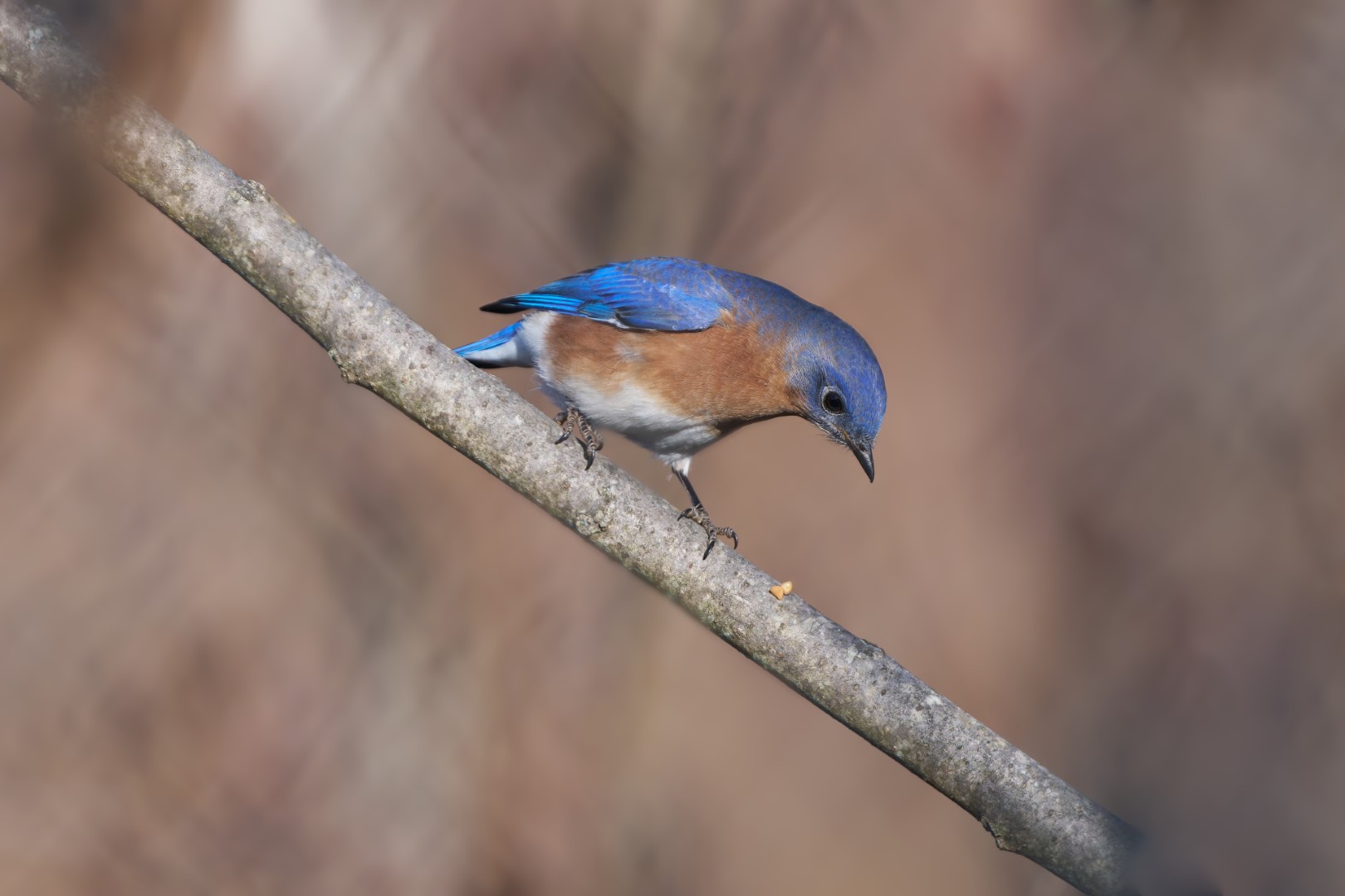 Eastern Bluebird