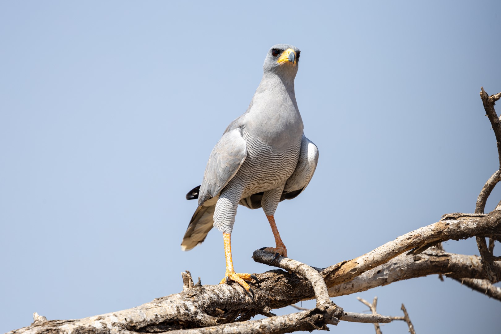 Eastern Chanting Goshawk
