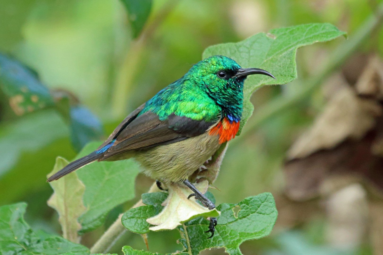 Eastern Double-collared Sunbird