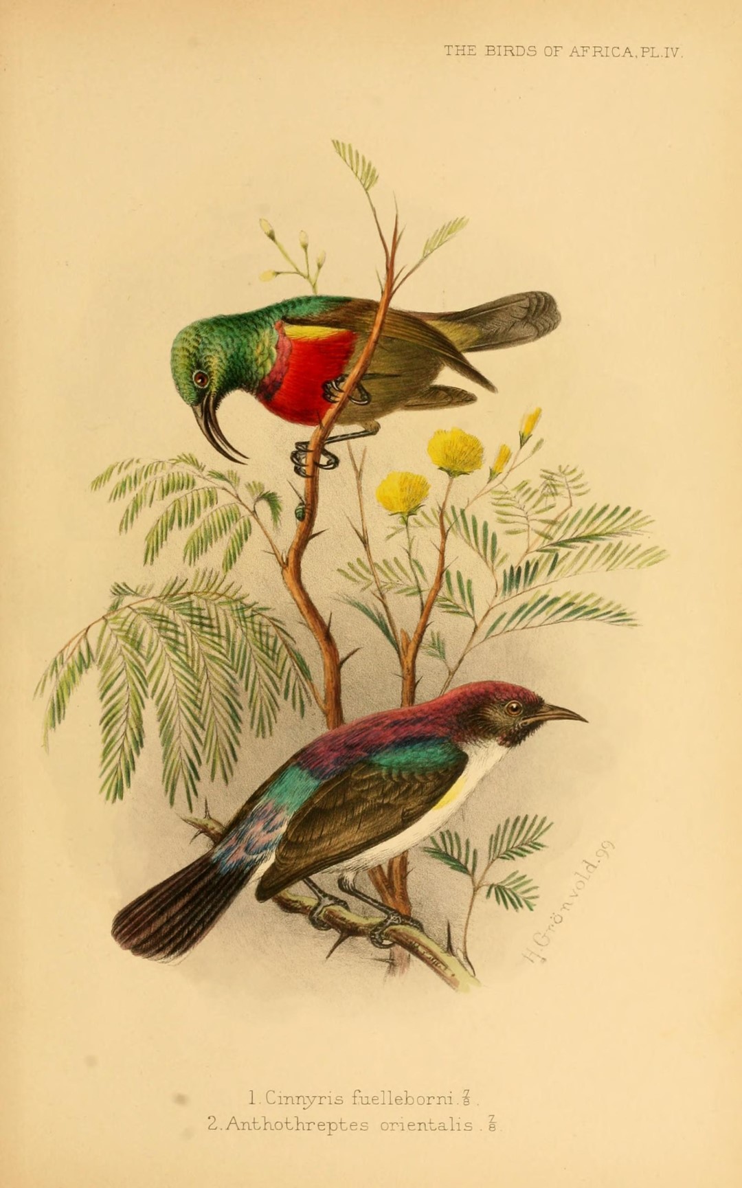 Eastern Double-collared Sunbird