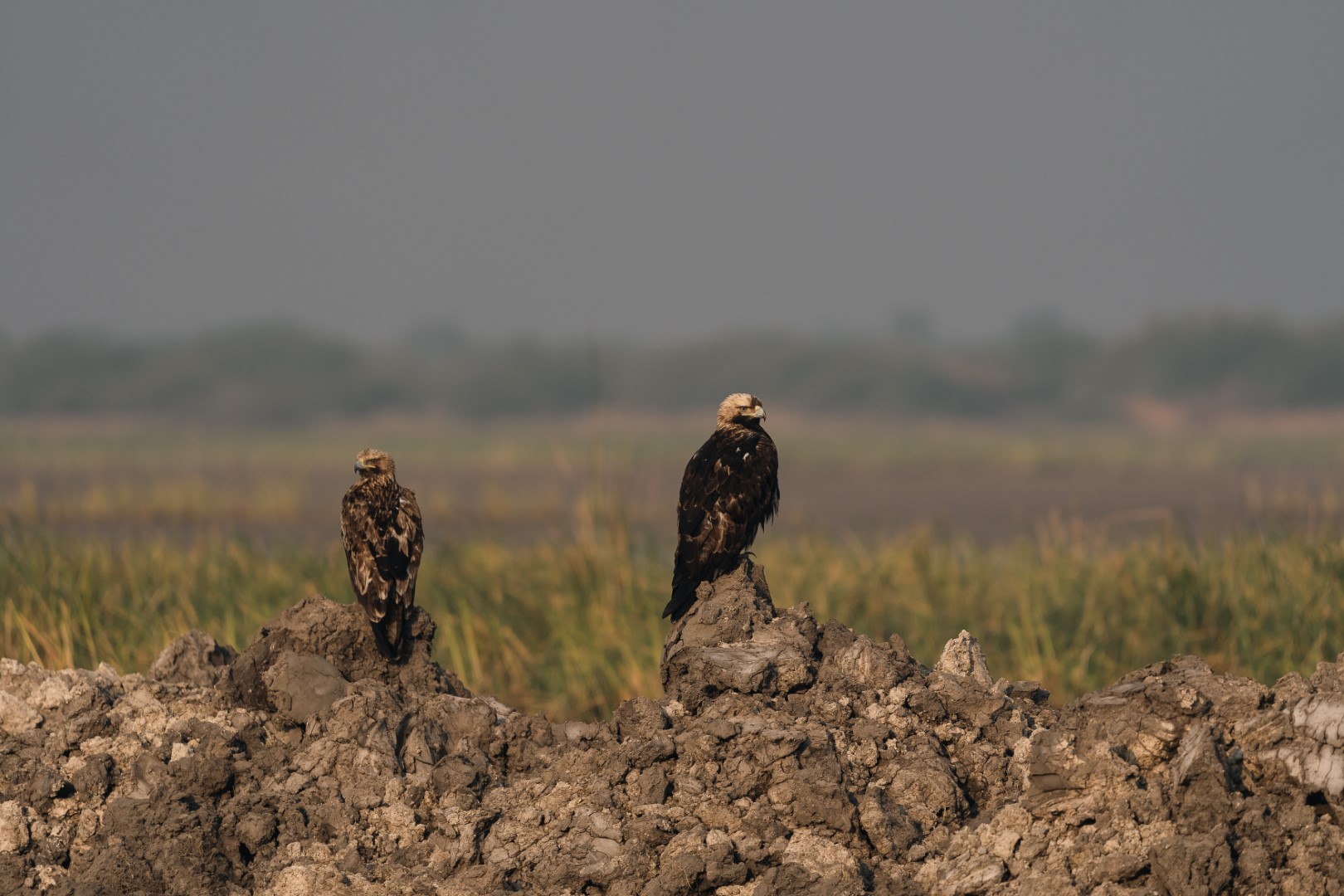 Eastern Imperial Eagle
