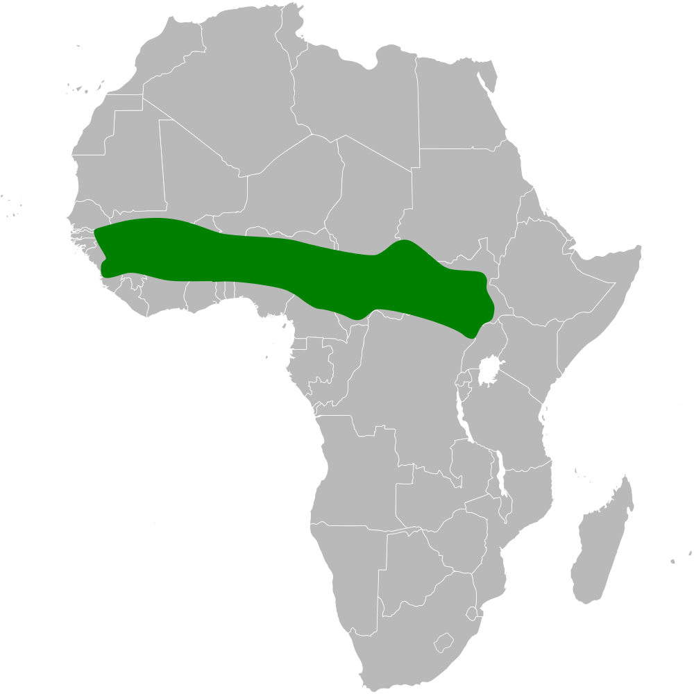 Eastern Long-billed Lark