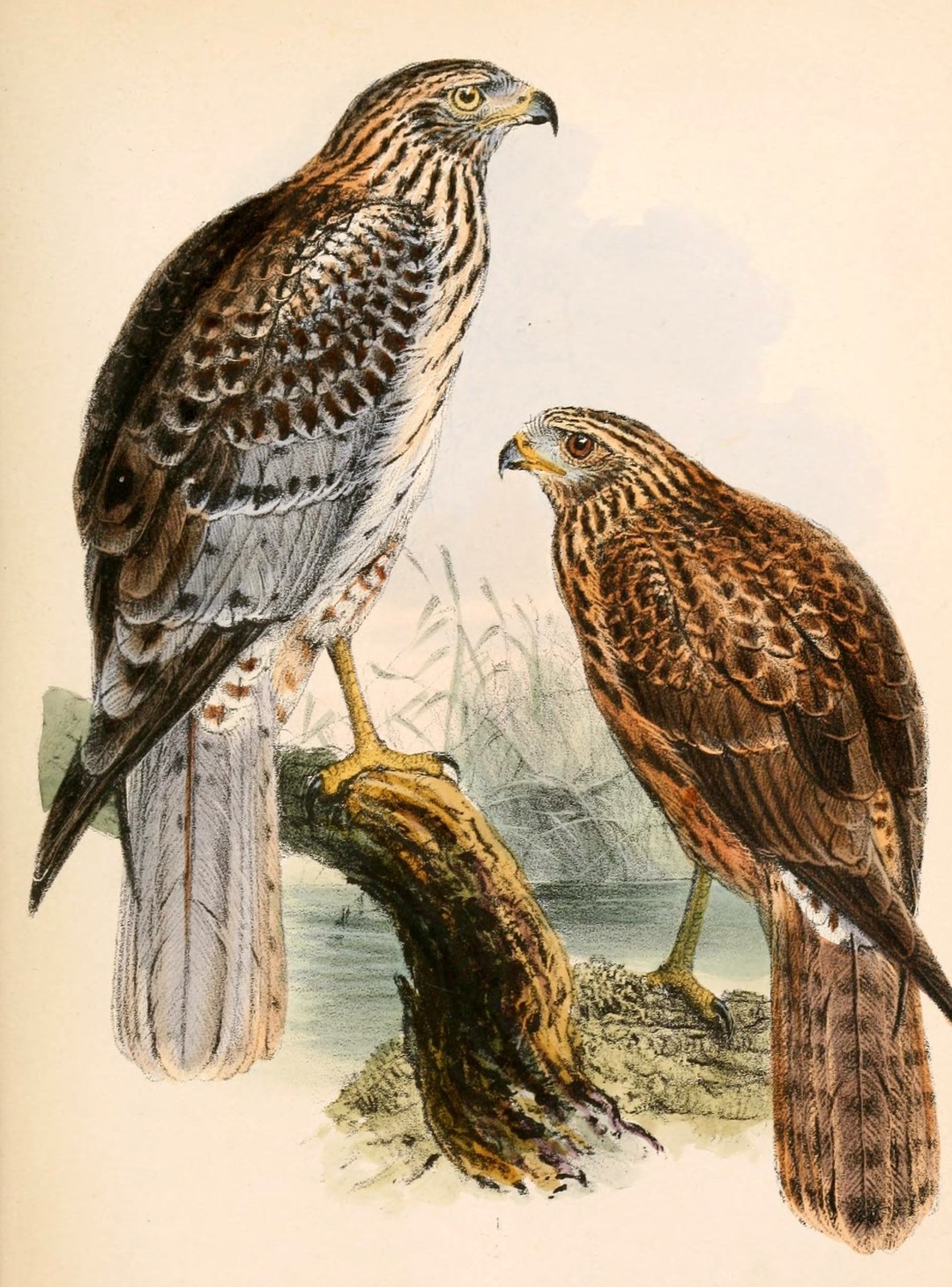 Eastern Marsh Harrier