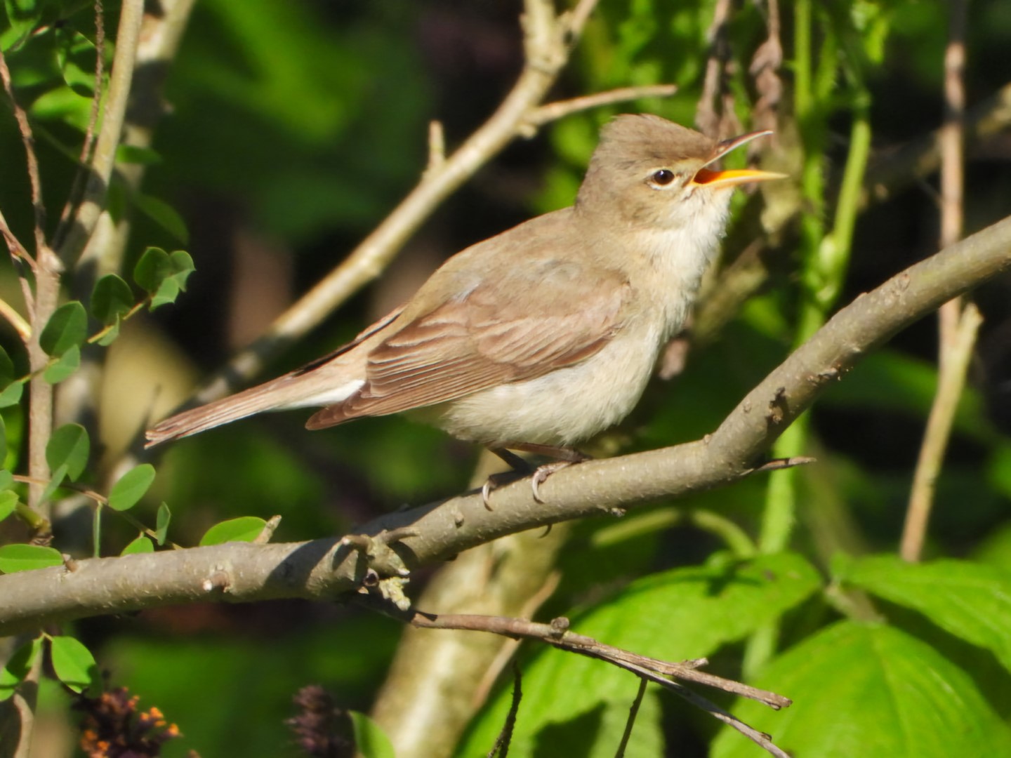 Eastern Olivaceous Warbler