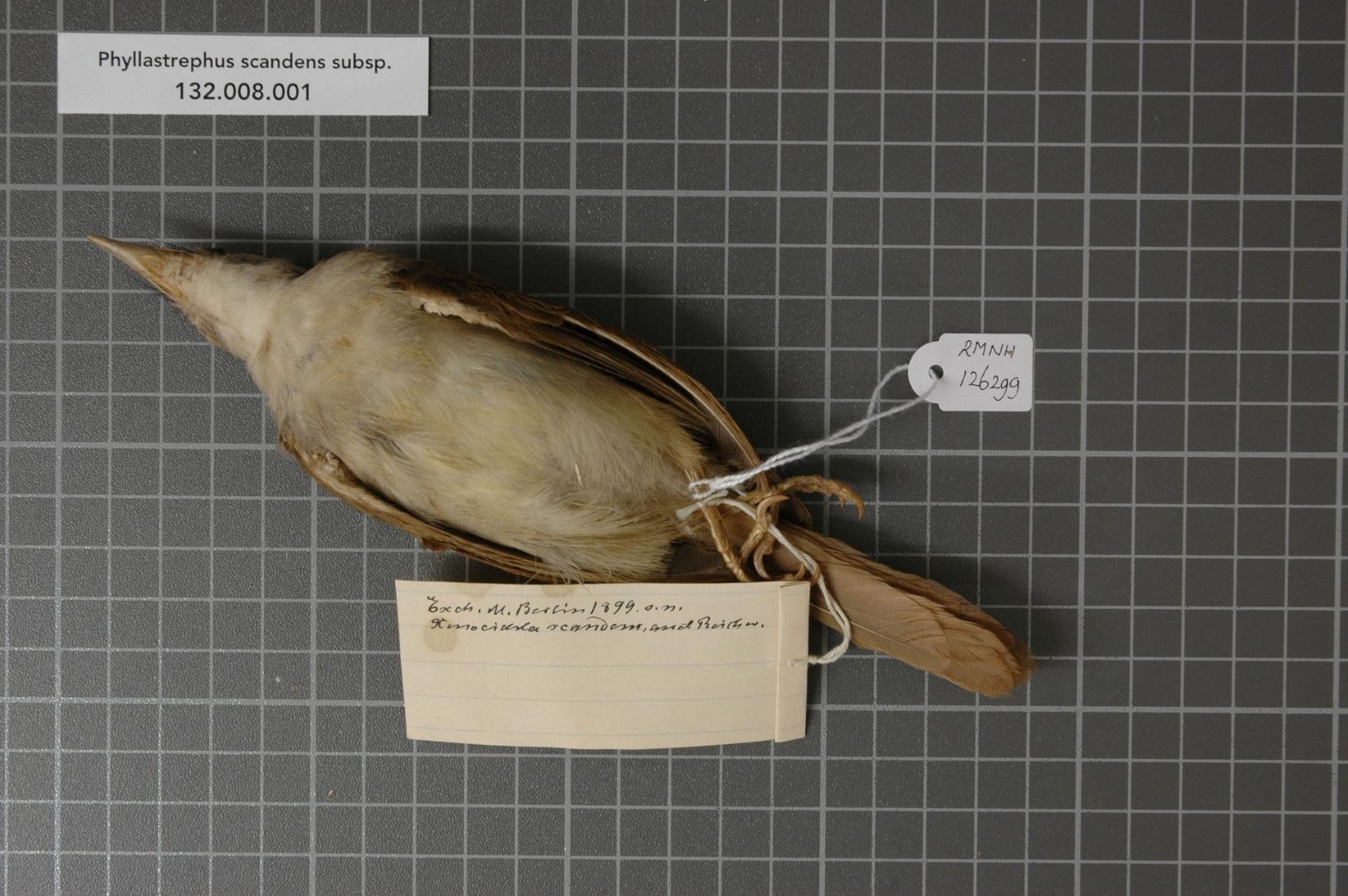 Eastern Olive Sunbird