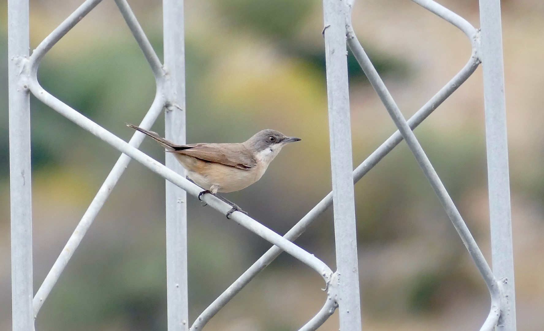 Eastern Orphean Warbler