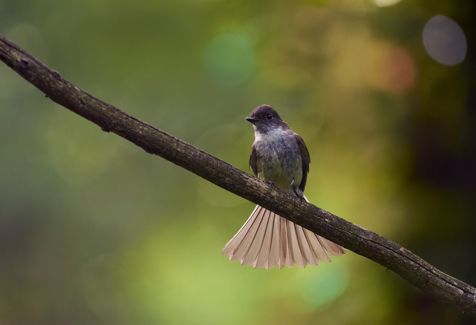 Eastern Phoebe