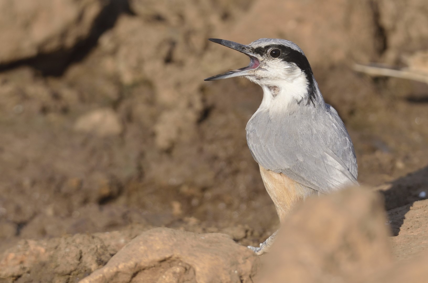 Eastern Rock Nuthatch