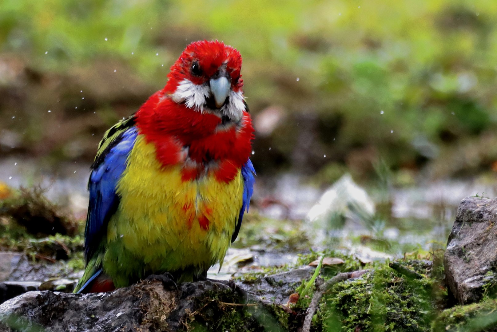 Eastern Rosella