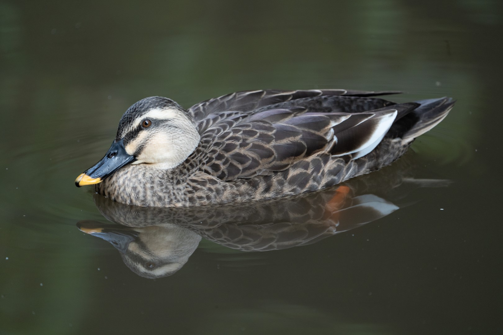 Eastern Spot-billed Duck