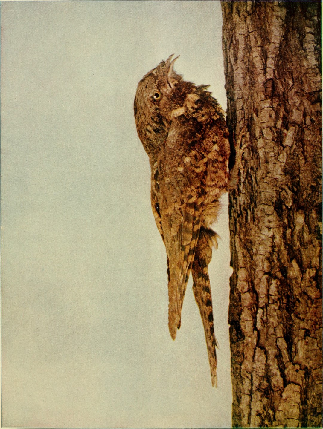 Eastern Whip-poor-will