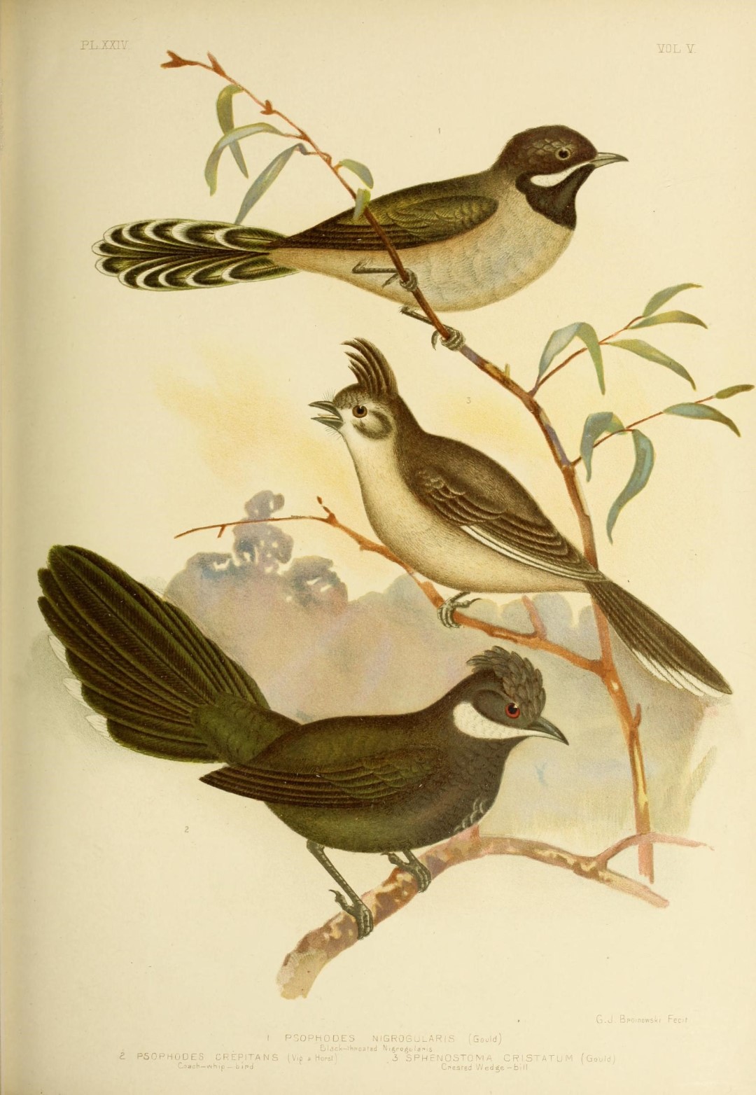 Eastern Whipbird