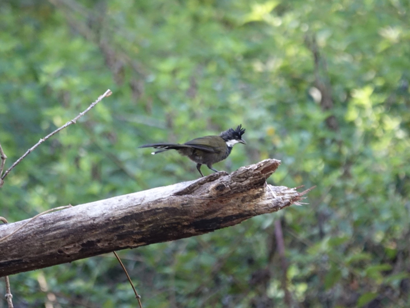 Eastern Whipbird