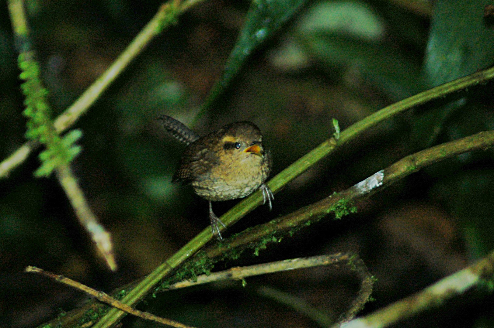 Eastern Winter Wren