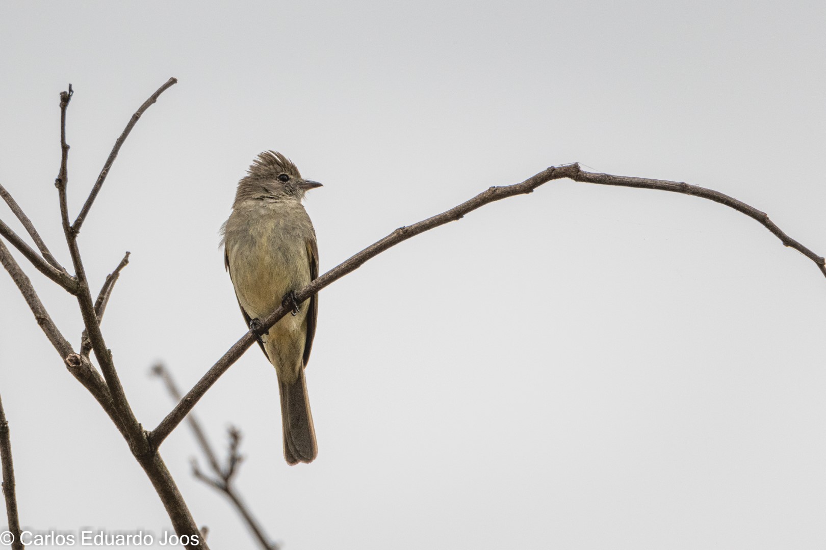 Eastern Wood-Pewee