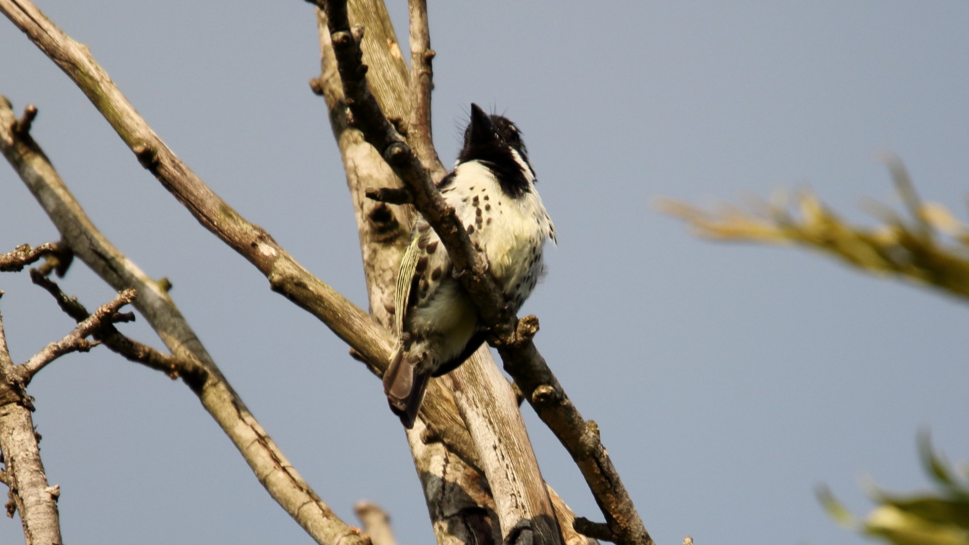 Eastern Yellow-bellied Barbet