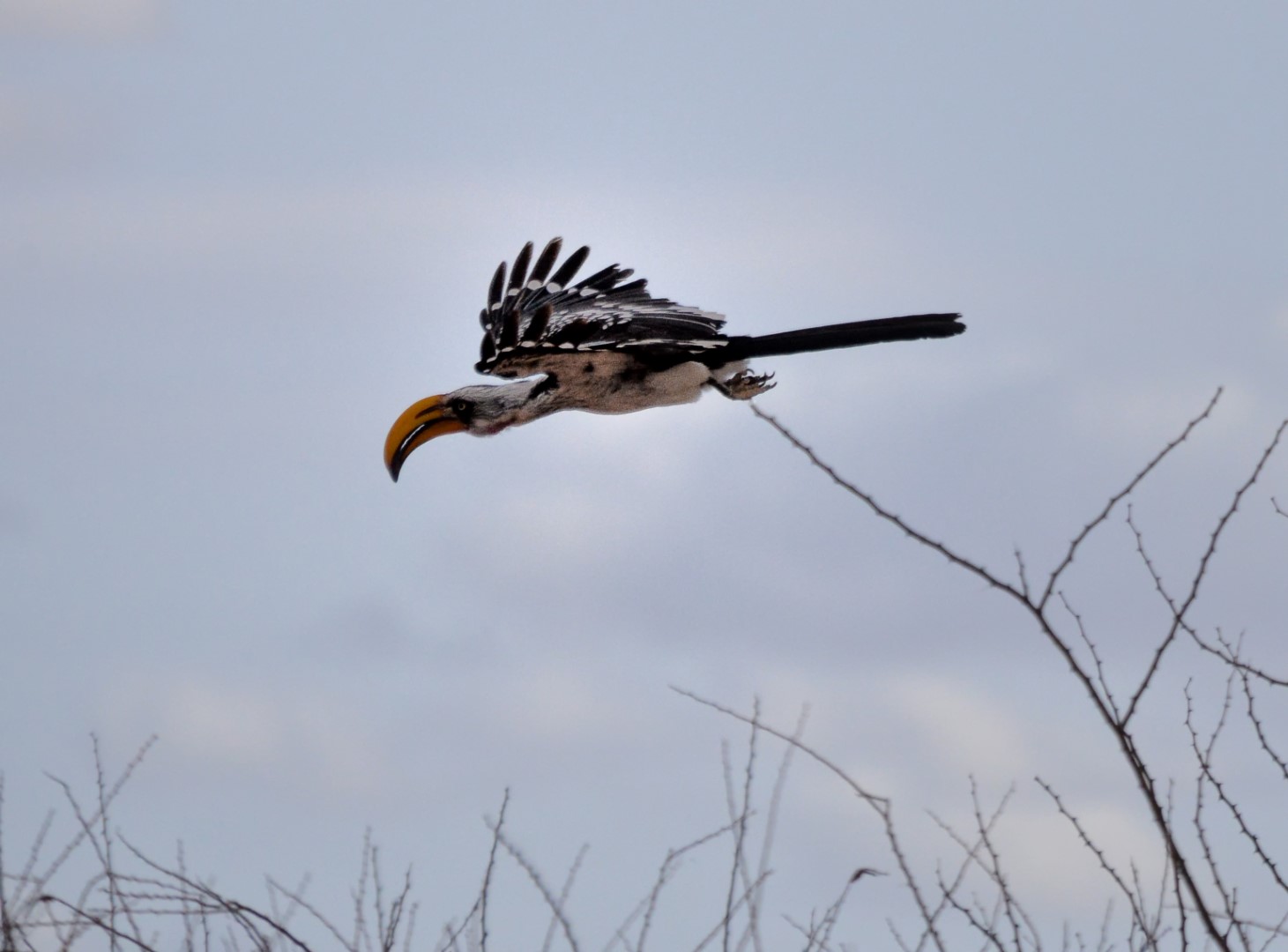 Eastern Yellow-billed Hornbill
