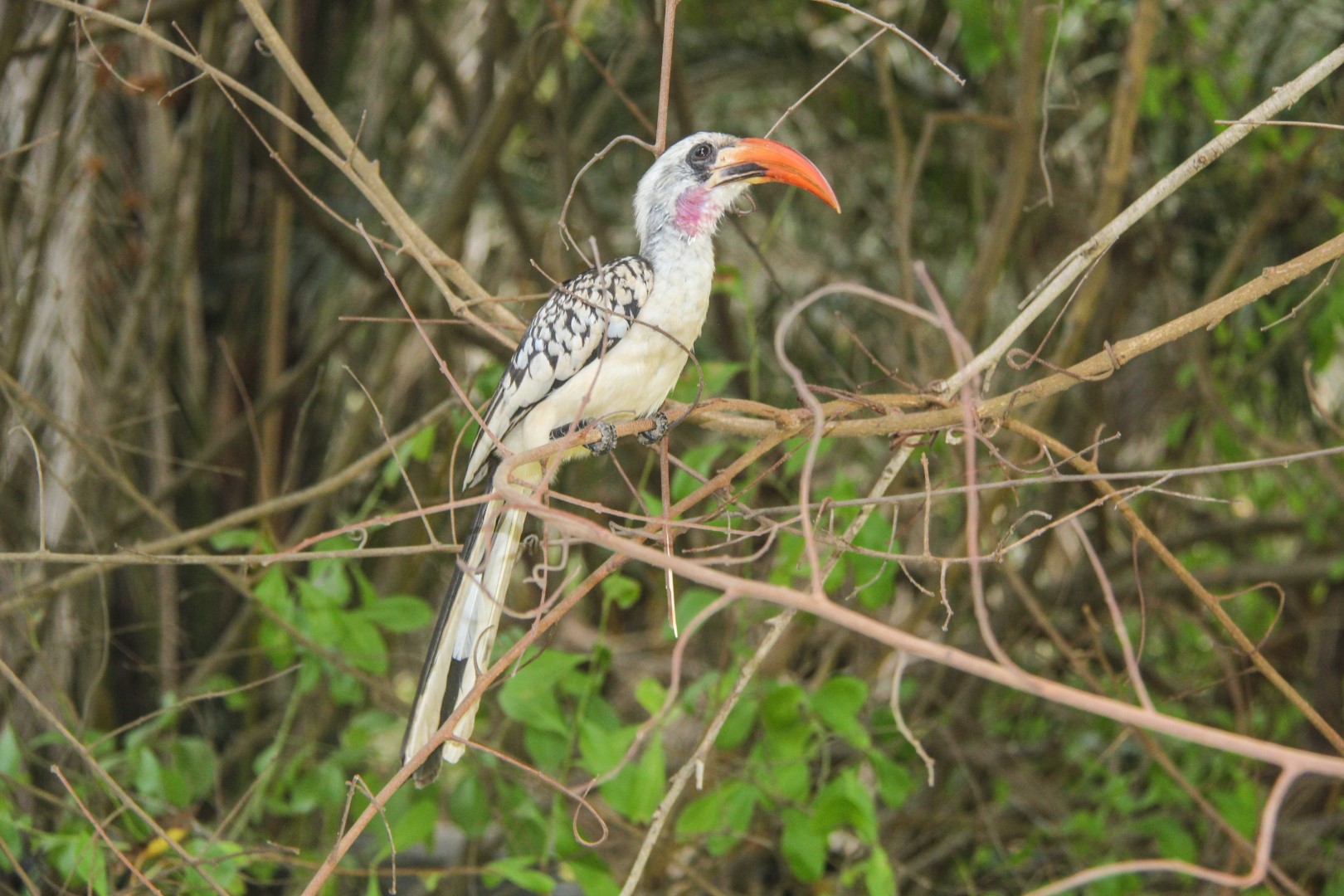 Eastern Yellow-billed Hornbill