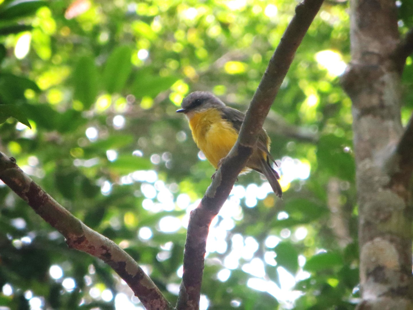 Eastern Yellow Robin