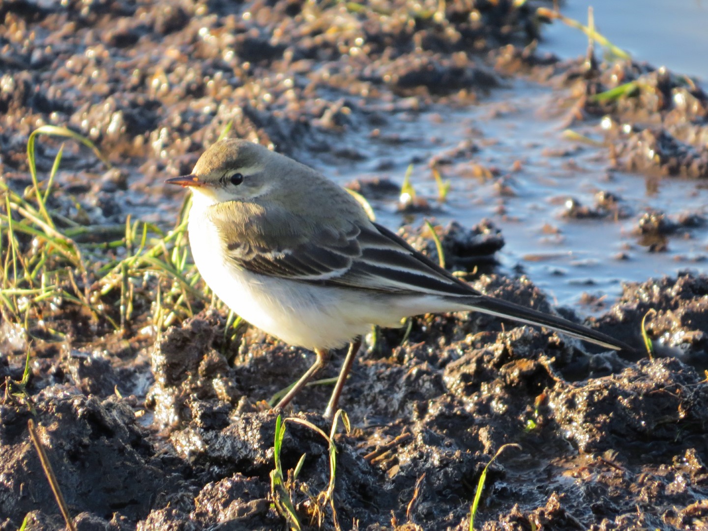 Eastern Yellow Wagtail