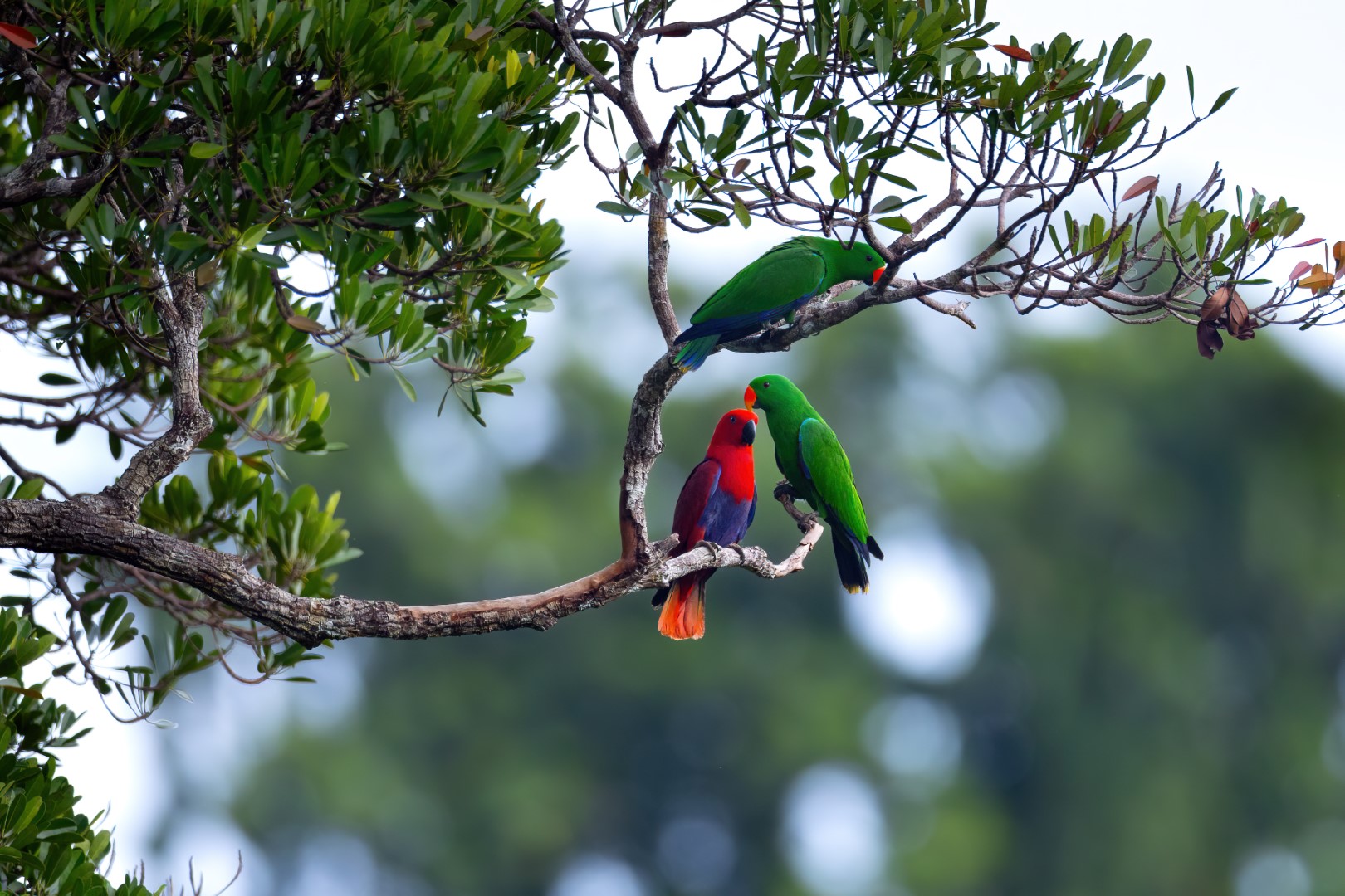 Eclectus Parrot