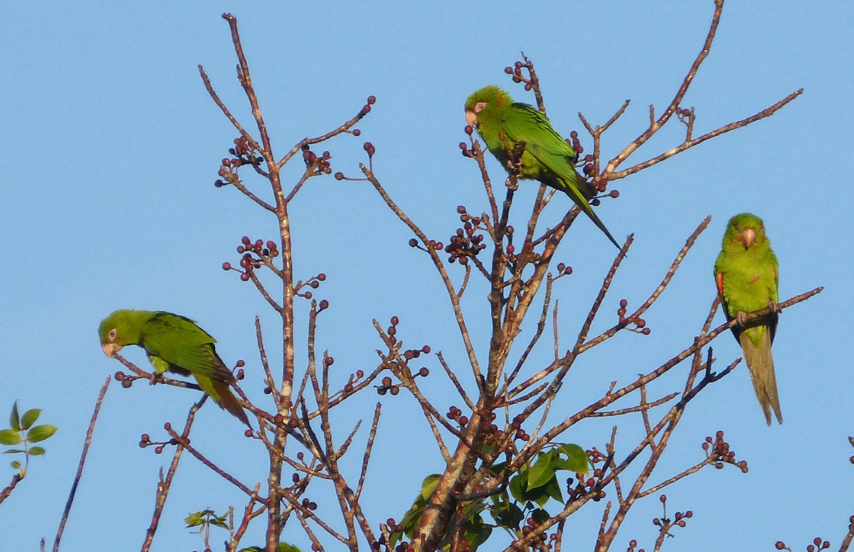 Ecuadorian Parakeet