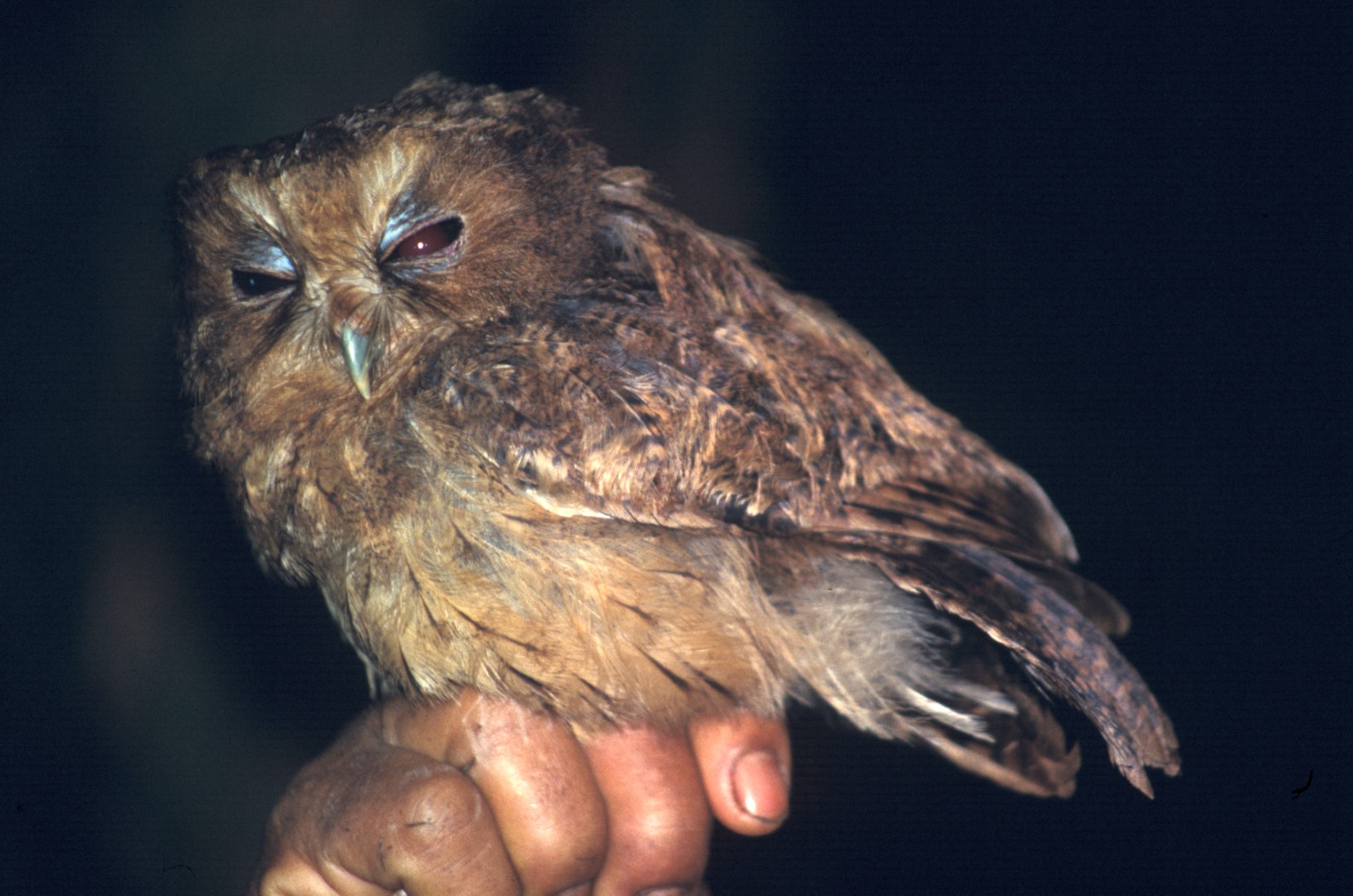 Ecuadorian Screech Owl