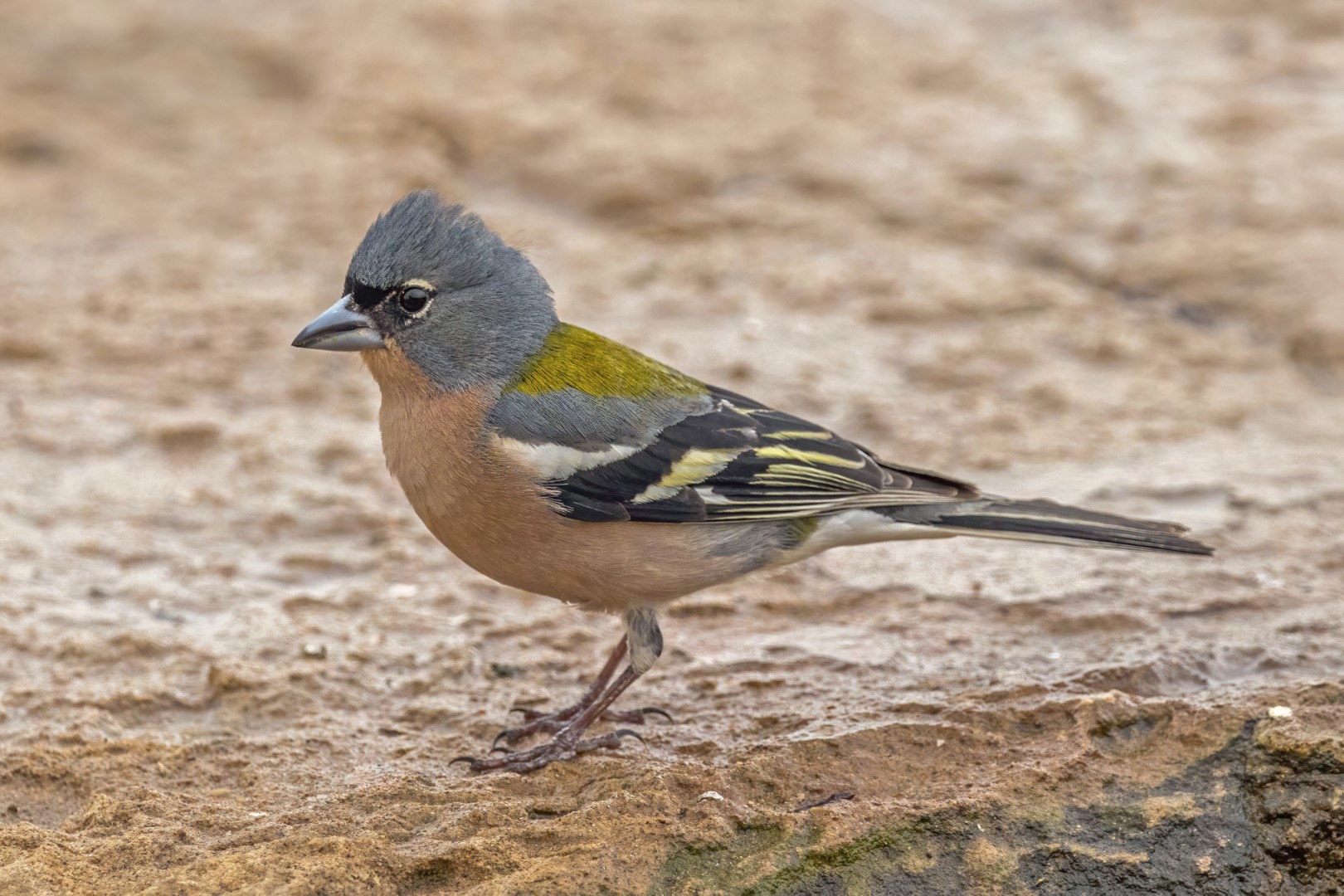 Ecuadorian Sierra Finch