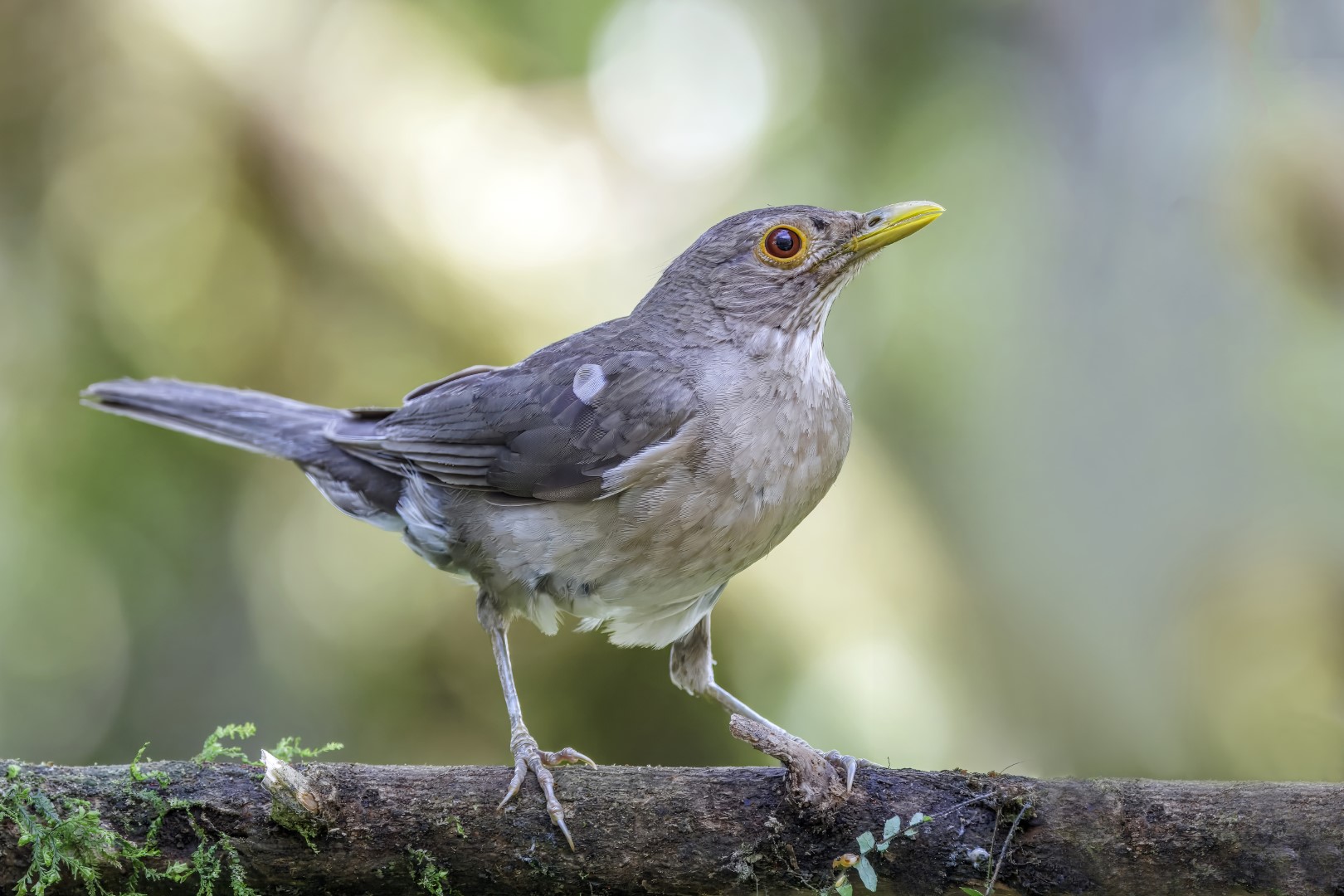 Ecuadorian Thrush