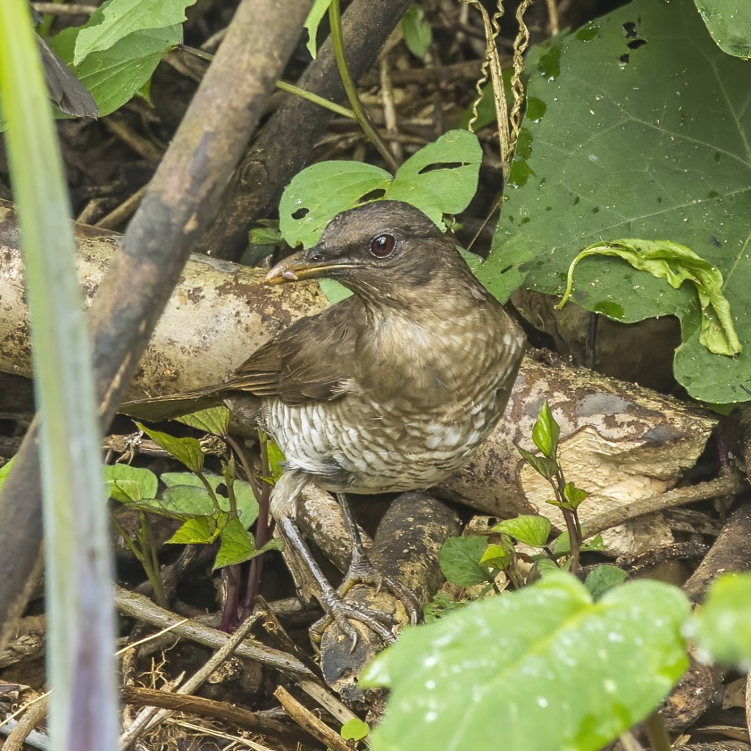 Ecuadorian Thrush
