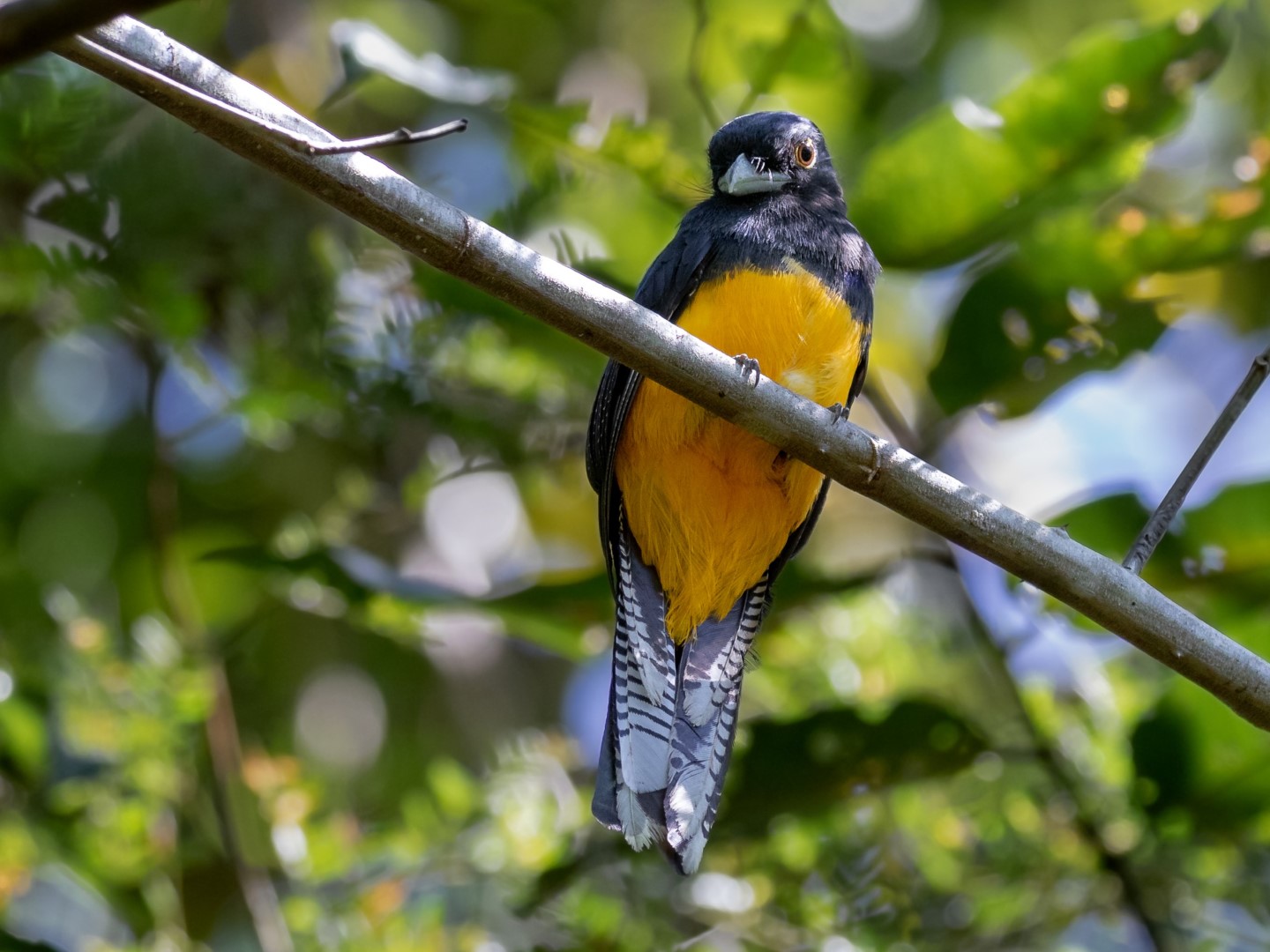 Ecuadorian Trogon