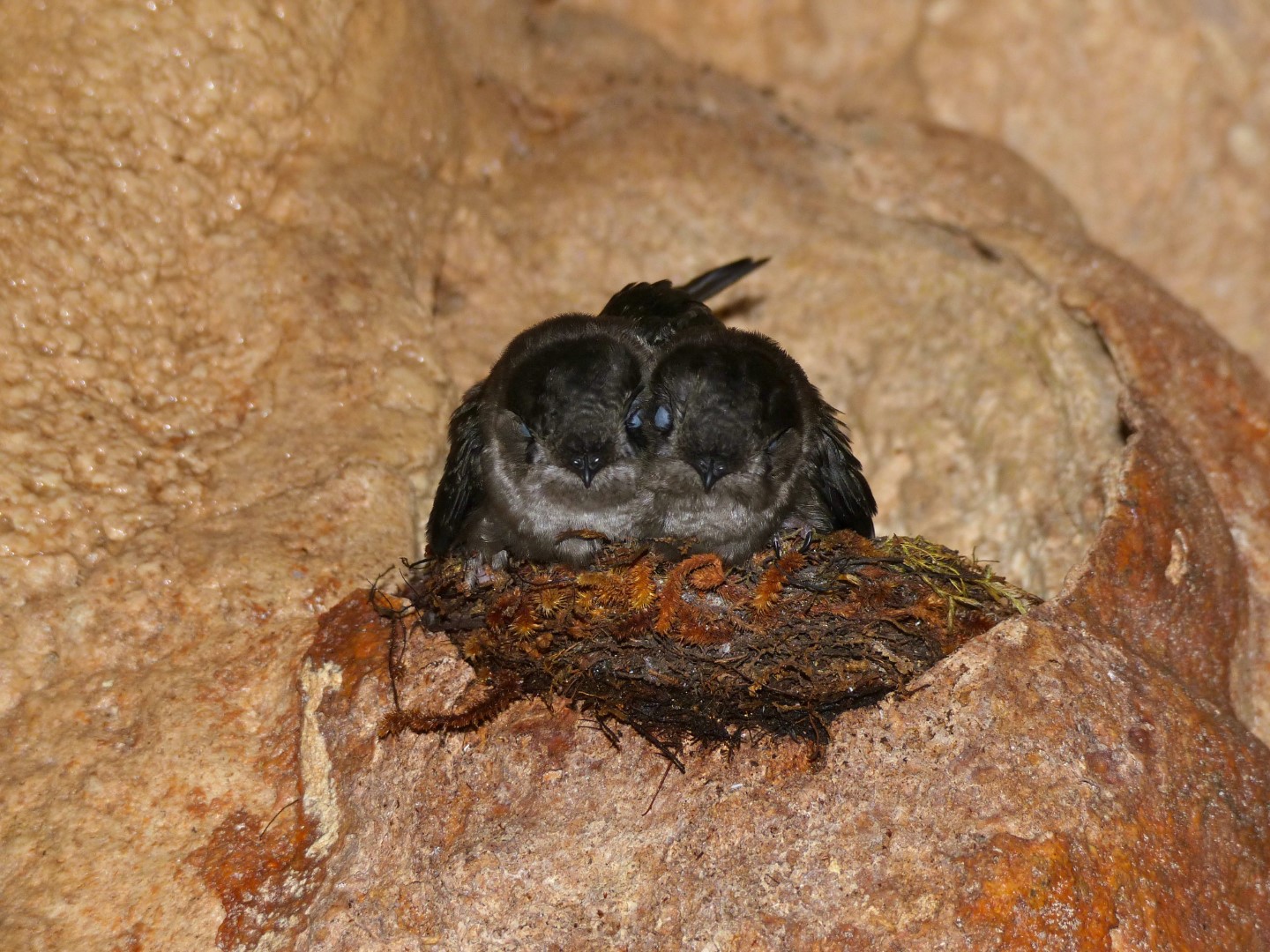 Edible-nest swiftlet