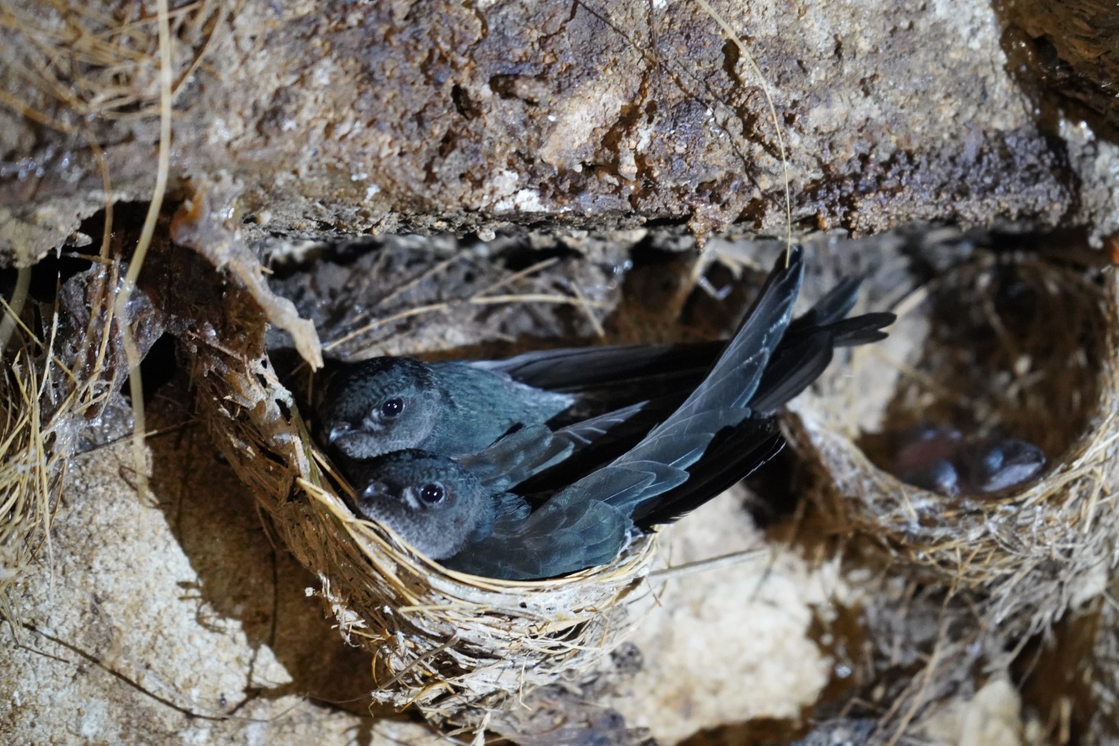 Edible-nest swiftlet