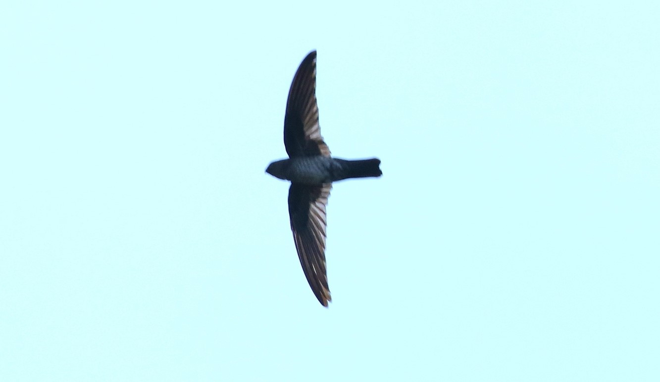 Edible-nest swiftlet