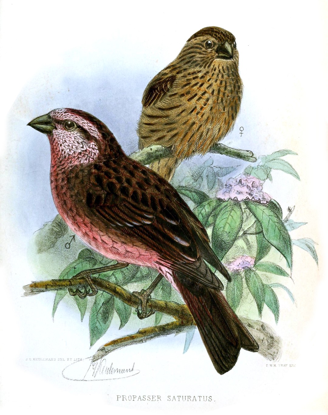 Edward's Rosefinch