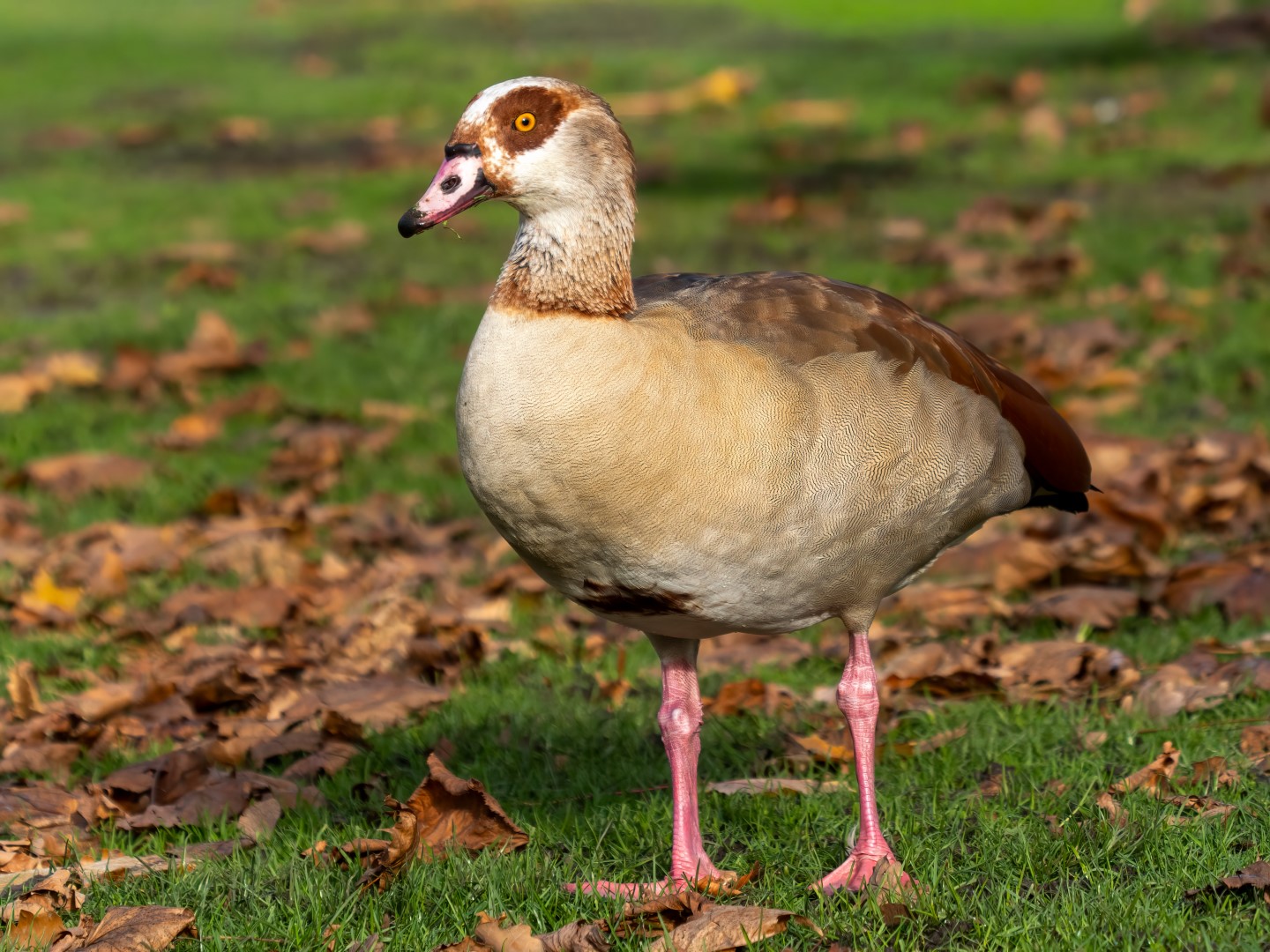 Egyptian Goose